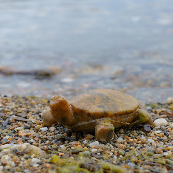 Turtle Soapstone Carving Kit