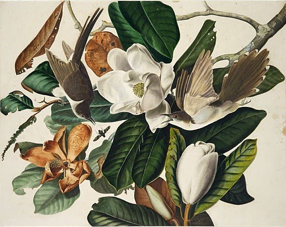 John James Audubon Postcard