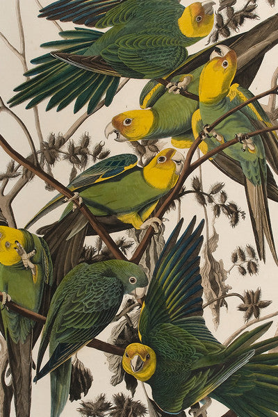 John James Audubon Postcard